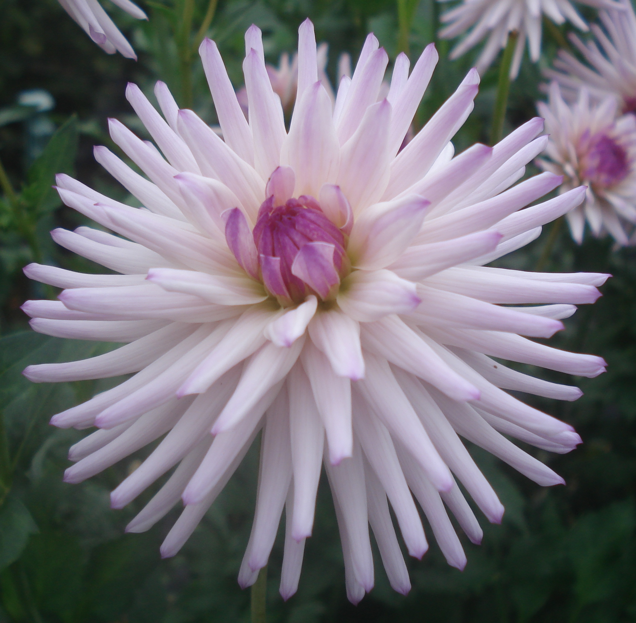 Josudi Andromeda.jpg (7060 bytes)